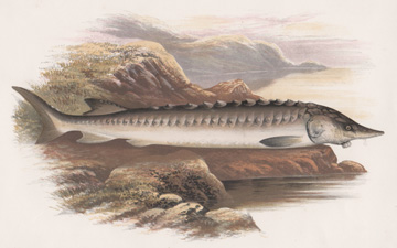 Sturgeon